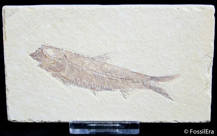 / Inch Knightia Fish Fossil #2563